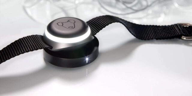 Россиянина обвиняют в незаконном обороте технических средств он продавал GPS-трекеры для собак